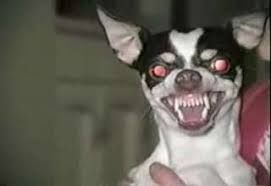 images?q=tbn:ANd9GcQP9DvzeAS5x3zfikjpdGrNJxn-Z4LUr5npA3kIgWlsF8YHH8F5
