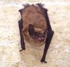 BATS - Living with Wildlife | Washington Department of Fish & Wildlife