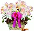 Tasty Tulips Cookie Flower Bouquet 
