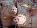Oklahoma Farm Report - Friday Hog and Pigs Quarterly Report Called ...