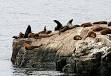 California SEA LION - Wikipedia, the free encyclopedia