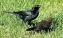 Brewer's Blackbird, Identification, All About Birds - Cornell Lab ...