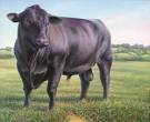 http://beefambassador.com/wp-content/gems/2010/04/1-angus-bull-hans-droog.jpg