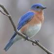 Bluebird - Wikipedia, the free encyclopedia