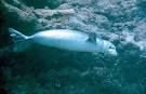 April 8 2007 Creature Feature Hawaiian Monk Seal PolarTREC