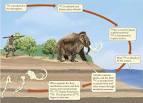 Chapter 8: Fossils and Their Place in Time and Nature | Our
