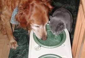 Bildergebnis für ‫سگ واقی وکربه واقی‬‎