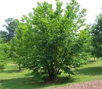 external image images?q=tbn:ANd9GcQQ799GRhMtWG6FjZWg99BTyrC8t2gDIj6xknIJpyTJDA7sWjM13A