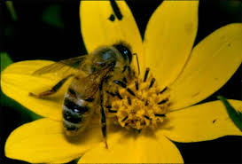 external image images?q=tbn:ANd9GcQQDF3HPSvfKR9UNrmnwtmLj6ejFXFd95d6DEgKTFUm-Ng8seJu