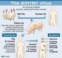 Swine Flu (H1N1 Influenza A): Facts &amp; Precautions | What is Your ...