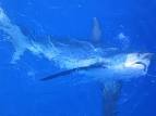 File:Alopias vulpinus hooked2.jpg - Wikipedia, the free encyclopedia