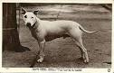 Spartan Dogs - Hinks Bull Terrier