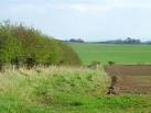 Hedge, Blackadder. The hedge has grown well since this image taken by - via Daymix