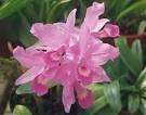File:Cattleya skinneri0.jpg - via Daymix