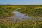 Buttercups and Brackish Water. This is a picture of Stray Marshes on the - via Daymix