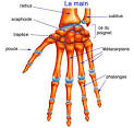 Anatomie de la main