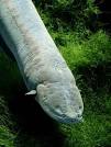 Electric Eels, Electric Eel Pictures, Electric Eel Facts ...