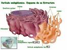 al <b>retículo endoplásmico</b>