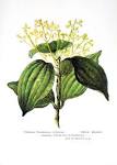 <b>Cinnamomum zeylanicum</b>