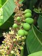 Mango inflorescence and