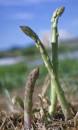 How to Grow Asparagus: Organic Gardening