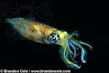 Octopus photos, Cephalopods- squid, cuttlefish, chambered nautilus ...