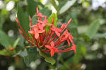 File:<b>Rubiaceae</b> Ixora coccinea.jpg - Wikimedia Commons