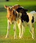 Animal People Online » Shipping live calves from Hawaii is twice ...