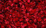 Red Rose Petals Google Skins Red Rose Petals Google Backgrounds ...
