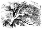 Alice's Adventures in Wonderland -- Chapter VI