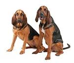 Bloodhound Puppies Dog Wallpaper Picture - Cute and Funny Pet ...