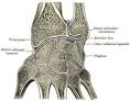 <b>Muñeca</b> (anatomía)