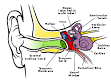 250px-Anatomy_of_the_Human_Ear ...
