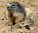 Animal A Day!: Alpine Marmot