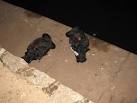Let sleeping swans lie.... A pair of the famous Black Swans at Dawlish. - via Daymix