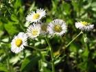 Tiny daisy flowers in sunlight - via Daymix