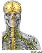 cord and <b>peripheral nerves</b>