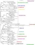 http://www.biomedcentral.com/content/supplementary/1471-2148-8-272-s2.jpeg