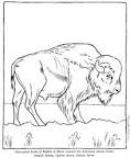 Buffalo coloring page