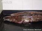 ARKive - Bramble shark photo - Echinorhinus brucus - G42583