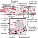 Inflamation - definition of Inflamation in the Medical dictionary ...