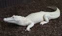 Albino Alligator