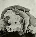 File:Chinese+american alligators.png - Wikimedia Commons