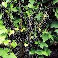 Becoming SuperMommy: Black Currant Lamb (or Not-