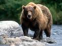 BROWN BEARS - Bears Of The World