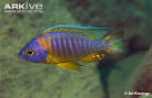 ARKive - Aulonocara Chizumulu videos, photos and facts ...