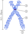 <b>Centromere</b>