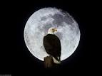 Download Moon Eagle My Moon 10 Mix Bollywood Actress Wallpapers ...