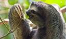 SLOTHs, the slowest mammals, did not evolve.
