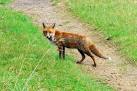 Fox near Bushey Wood, - via Daymix